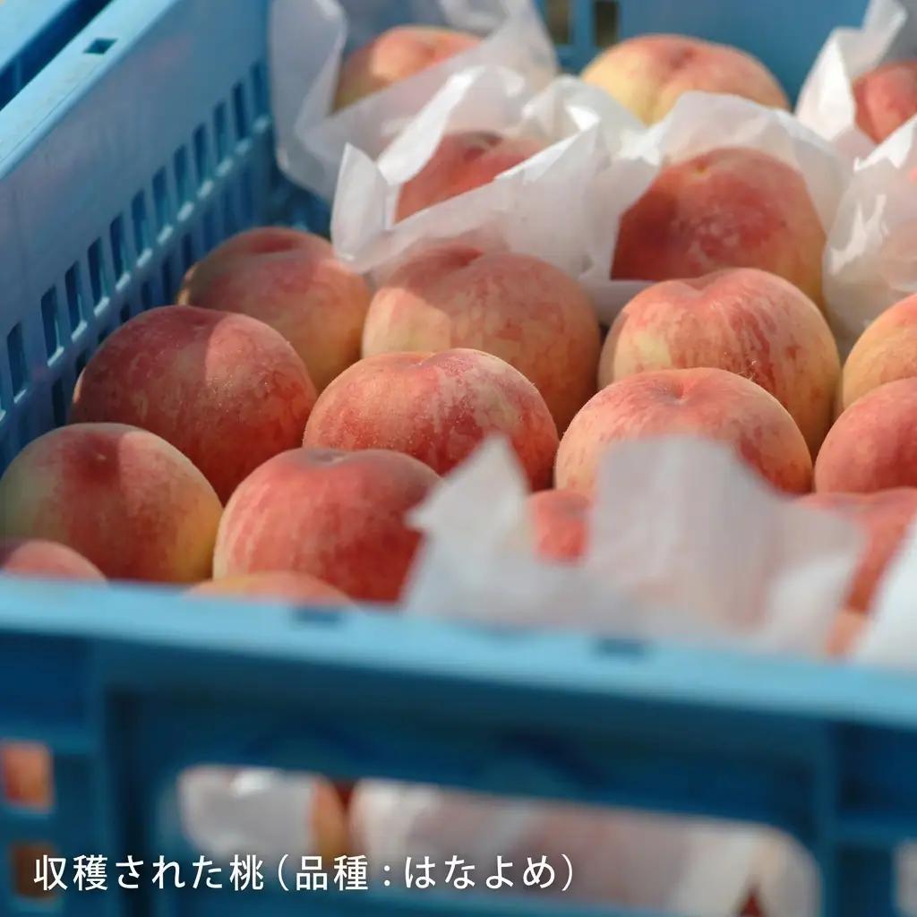 桃 2026年 先行予約 桃 早生種 約900g 3～4玉 岡山県産 桃
