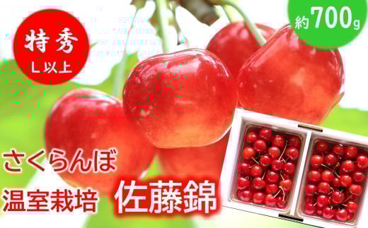 【令和8年産先行予約】 温室さくらんぼ 「佐藤錦」 約700g (特秀 L以上) バラパック詰め 《令和8年5月下旬～発送》 『松田観光果樹園』 サクランボ 生産農家直送 温室栽培 果物 フルーツ デザート 先行予約 山形県 南陽市 [2617]