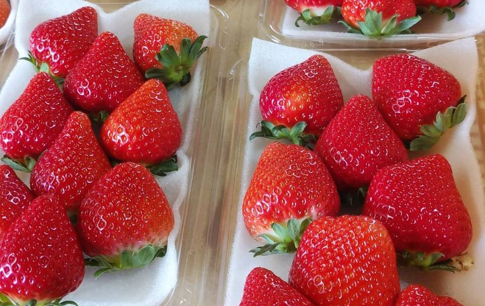 
                  絢音ベリー農園 "絢" いちご 500g （250g×2P）先行予約【2026年12月上旬発送開始】 ゆうべに 高級 フルーツ ギフト 厳選 希少
                