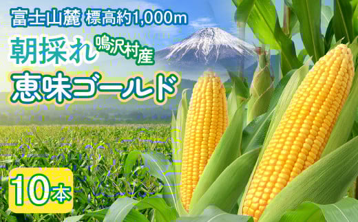 とうもろこし　恵味ゴールド　10本 NSAK002 | ふるさと納税 とうもろこし トウモロコシ ジューシー 朝採りコーン 野菜 山梨県 鳴沢村 送料無料 |