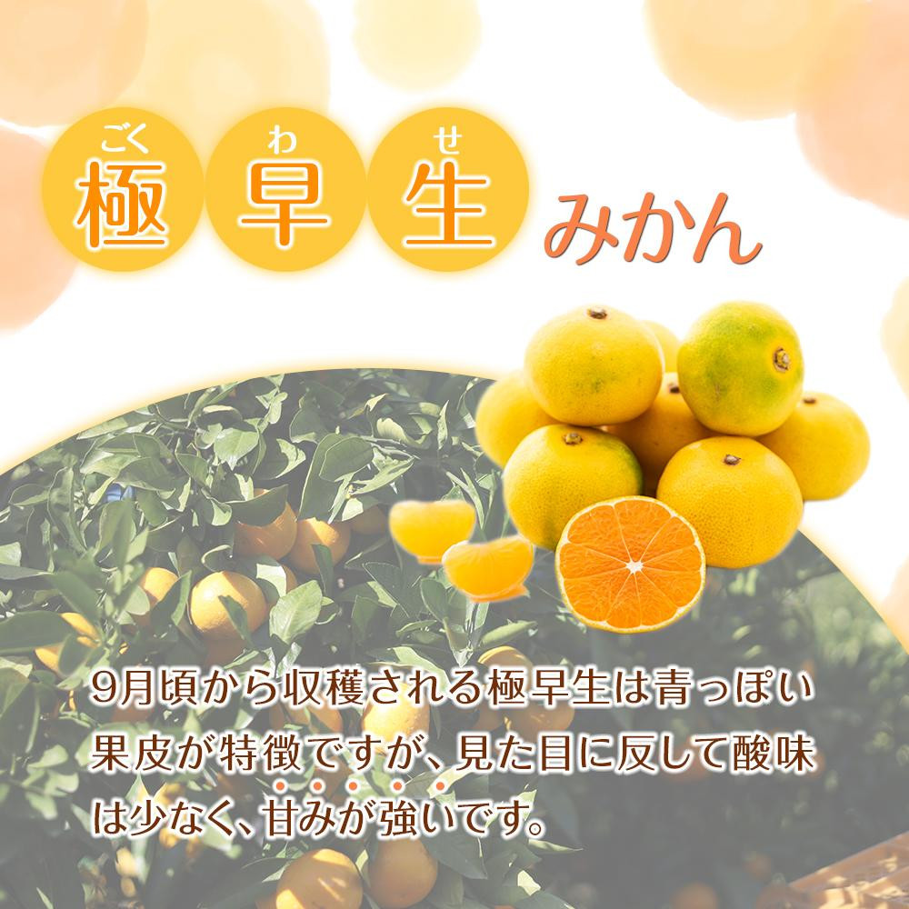 訳あり 極早生みかん 6kg 和歌山県産 2S~2Lサイズ混合 ［RN4］［2025年10月上旬から順次発送］DJ90004_イメージ2