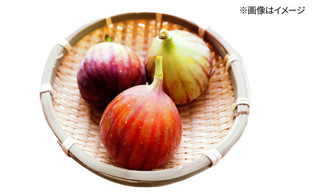 福岡県オリジナル品種　高糖度プレミアムいちじく　とよみつひめ約1.2kg／2026年9月～10月頃より発送予定[ADCF015]