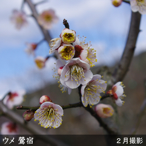 ＜すだ農園＞2年生苗◇ウメ(実梅)鶯宿(おうしゅく)