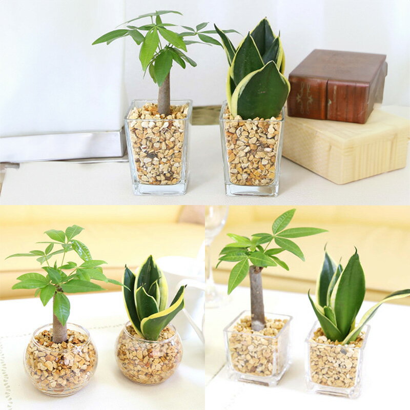 【ふるさと納税】【観葉植物】＜ガラス鉢と植物が選べる＞土を使わないで清潔なミニ観葉植物 ゼオライト植え・ガラス鉢（丸形・スクエア・キューブ型） 2鉢セット（パキラ・サンスベリア）【観葉植物 インテリア 部屋 おしゃれ 福岡県 筑前町 送料無料 AG034VP】