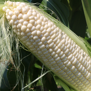 【2026年先行予約 / 数量限定 とうもろこし】フルーツコーン ホワイト種 5本 とうもろこし