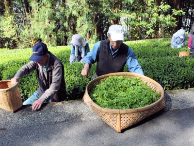 12-3 生粋川根茶 澤本園 ふるさとありがとう12