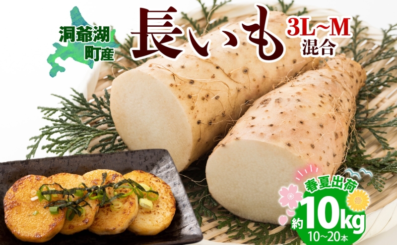 北海道産 長いも 春夏出荷 約10kg 2025年5月上旬～7月下旬お届け 長芋 ながいも とろろ 農作物 野菜 新鮮 根菜  山かけ 産地直送 お取り寄せ 送料無料 冷蔵 北海道 洞爺湖町