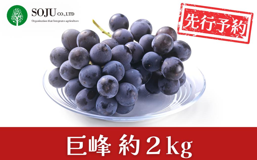 
            先行予約 巨峰 約2kg 令和8年度 贈答用 新潟県 三条市産 ぶどう [三条果樹専門家集団]【016P033】
          