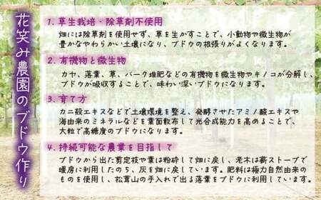 【2026年先行予約】花笑み農園の『シャインマスカット』500ｇ以上（中１房）岡山 ぶどう シャインマスカット 真庭市 【hana081-01】
