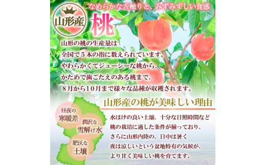 山形産 白桃  [柔らかくなる桃] 2.5kg(7～10玉) 秀品 品種おまかせ 【令和8年産先行予約】FS25-603