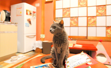 チケット 東京 猫部屋60分利用チケット猫用おやつ付き(2名様) 猫 ネコ ねこ カフェ 保護猫カフェ 動物 ふれあい 利用チケット 利用券 体験 商品券 入場券 おやつ 里親 文京区 東京都