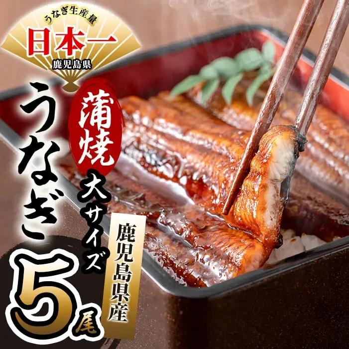 鹿児島県産 伊崎田のうなぎ蒲焼 大＜170g以上＞× 5尾(計850g以上) うなぎ 鰻 ウナギ 国産 鹿児島県産 九州産 蒲焼き 冷凍 うな重 ひつまぶし c6-081