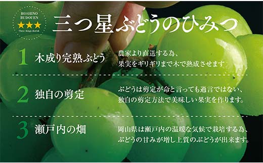 ＜先行受付＞星乃シャインマスカット 数量限定(岡山県産)　2房(1.3kg以上) TY0-0588