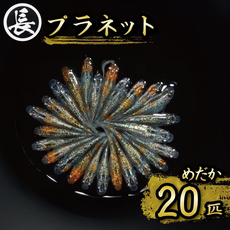 
129-16　プラネット　オス・メス　ランダム20匹
