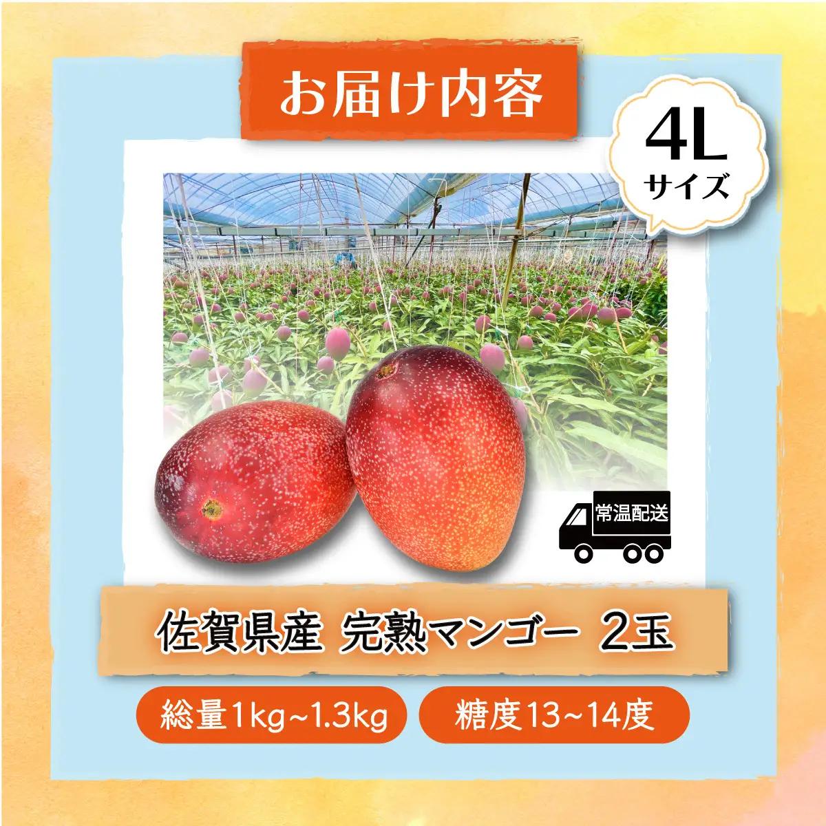  【生産者直送】濃厚完熟!まっちゃんマンゴー（大きめ4L×2玉）【2026年5月中旬頃から6月初旬発送】 C-36