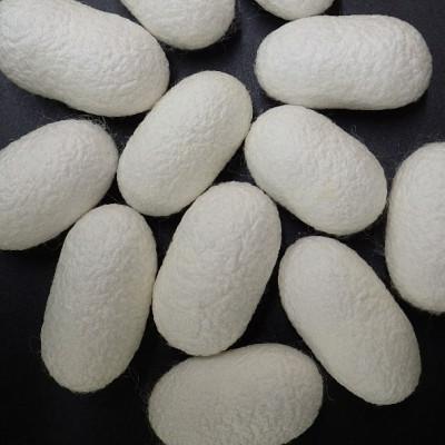 ふるさと納税 合志市 熊本県産 シルクボール【純白まゆ玉】3箱(各10個入) |  | 01