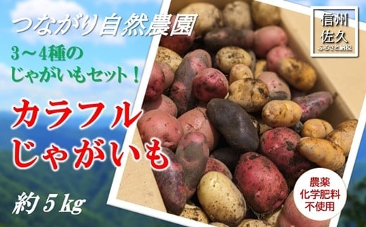 長野県佐久市産カラフルじゃがいも約5kg（北海道・沖縄・離島は配送不可） 農薬・化学肥料　不使用　高原野菜　無農薬　産地直送　新鮮　旬彩　期間限定