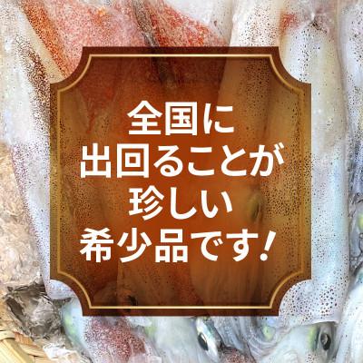 ふるさと納税 美浜町 天然子持ちヤリイカ(500g) |  | 01