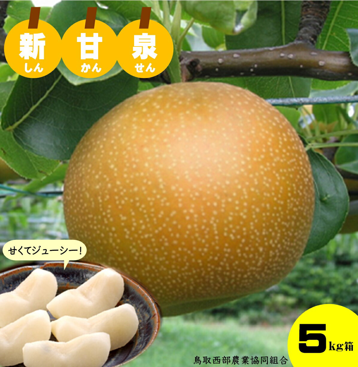 【ふるさと納税】先行受付 鳥取県産 新甘泉 5kg【8月中旬〜9月上旬頃お届け】【25-018-002】鳥取西部農業協同組合
