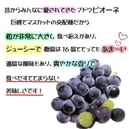 【2026年発送】糖度抜群ぶどう【秀品】岡山産!種なしピオーネ2kg以上(3～4房)　ギフトにも【配送不可地域：離島】【1612201】
