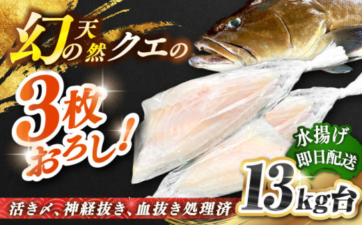 天然クエ（13キロ台・3枚おろし） 《壱岐市》【壱岐島　玄海屋】[JBS066] クエ 魚 刺身 しゃぶしゃぶ    95万 1000000 1000000円 100万円