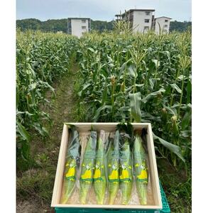 【2026年6月～7月順次発送】とうもろこし 約5kg 甘々娘(訳あり) 朝採り スイートコーン【配送不可地域：離島・北海道・沖縄県・東北・中国・四国・九州】【1713800】