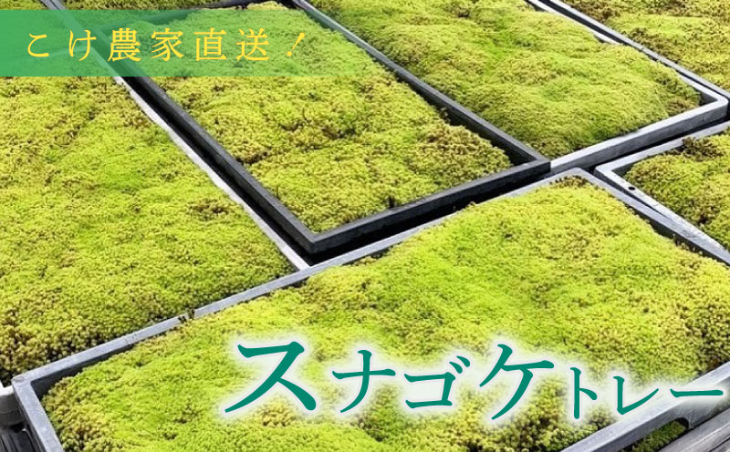 こけ専門農家直送!! スナゴケ（育苗トレー入り）6枚 苔テラリウム 苔 コケ 牧之原市 静岡県