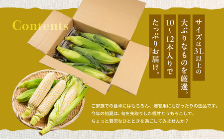 【先行予約】極甘 早採れ プレミアムフルーツコーン 10 ～ 12本 3L 4L 温室栽培 高糖度 生 ピュアホワイト まるで フルーツ プレミアム コーン とうもろこし トウモロコシ 甘い 春 夏 