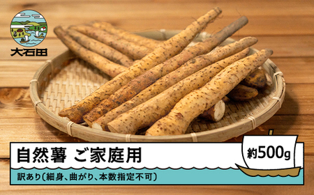 雪国育ちの自然薯 ご家庭用 約500g 訳あり oz-ziwxx500