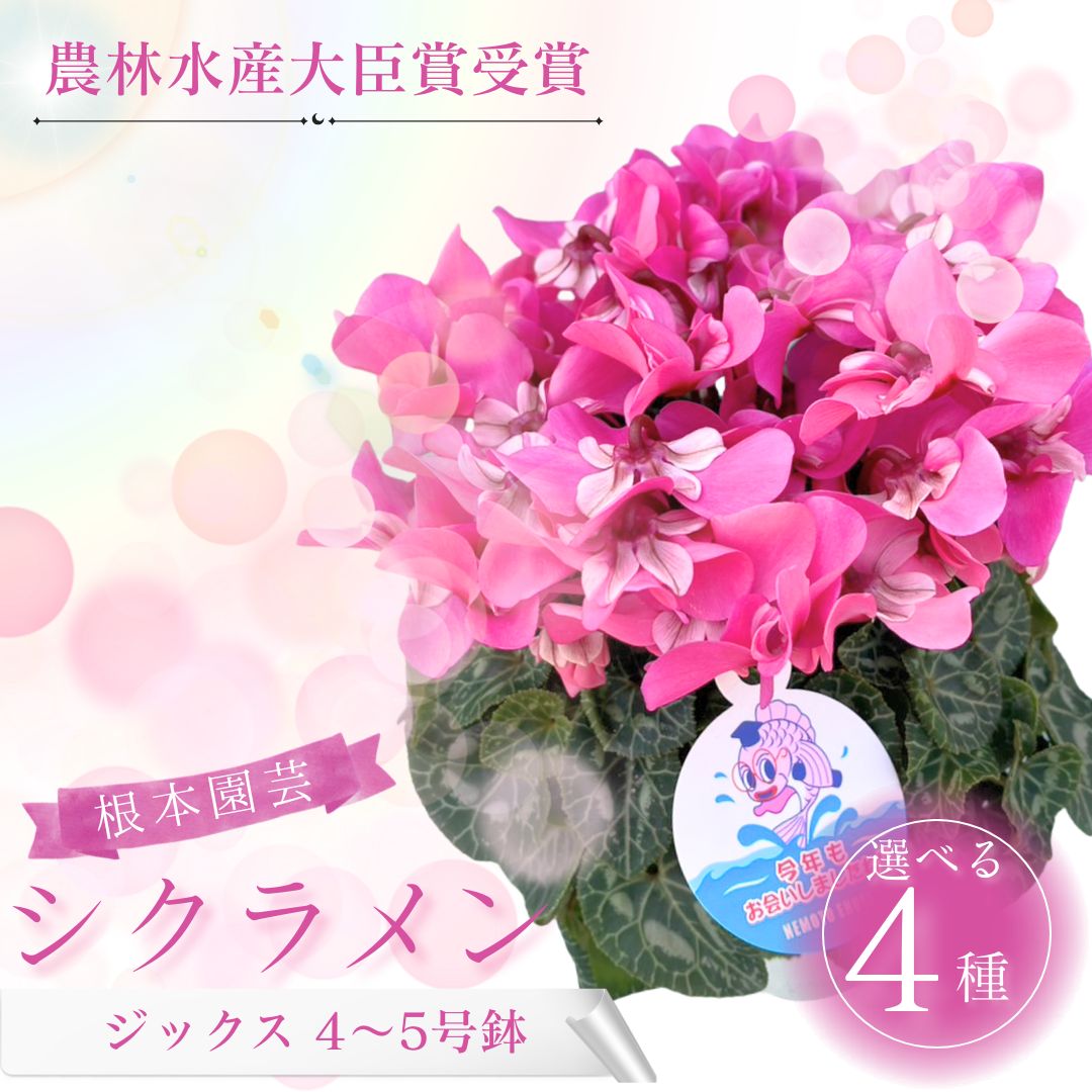 【ふるさと納税】【2026年 先行予約 】 シクラメン ジックス 選べる種類 花 お花 ガーデンシクラメン 花ギフト フラワーギフト 鉢花 鉢植え ギフト プレゼント 贈答 農林水産大臣賞受賞 根本園芸 aj003