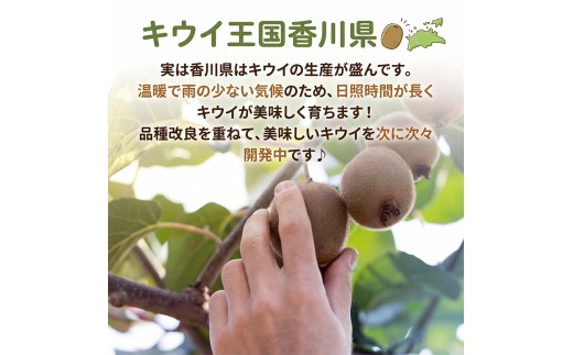 キウイ 定期便 3回 ゴールドキウイ キウイフルーツ さぬきゴールド 果物 フルーツ ヨーグルト アイス 朝食 おやつ ビタミン 香川県 丸亀市