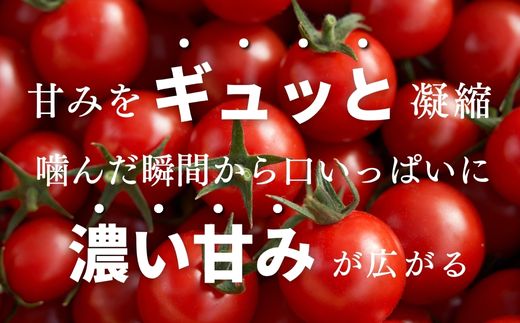 【定期便全5回 2月～6月毎月お届け】四万十川源流域で育まれた 絶品 フルーツミニトマト 1kg フルーツトマト ふるーつとまと とまと トマト 甘い 濃厚 美味しい 箱詰め 糖度8%～12% 高知 
