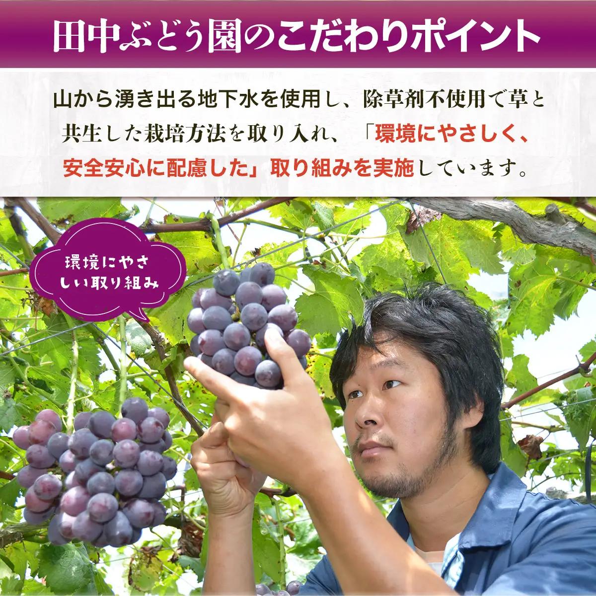 ＜2026年発送分　先行予約受付中！！＞ シャインマスカットと大粒ぶどう詰め合わせ 約1.9~2.1kg（3～4房）シャインマスカット ぶどう詰め合わせ 巨峰 ピオーネ ぶどう ブドウ マスカット 果
