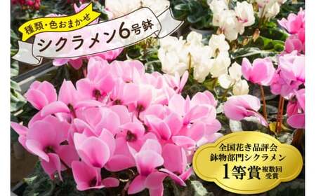 【先行予約】 ＜種類・色お任せ＞ シクラメン 6号鉢 （赤系・ピンク系・オレンジ系・フリンジ系のいずれか) [韮崎ナーセリー 山梨県 韮崎市 20743729] シクラメン お花 花 フラワー 鉢植え 6号 フラワーギフト ギフト プレゼント 贈り物