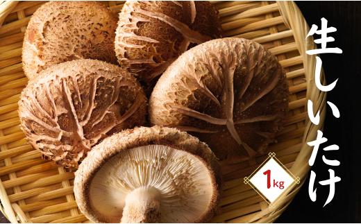 大分産生椎茸（生しいたけ） 津久見で育てた肉厚生しいたけ 生椎茸 1?s | しいたけ 椎茸 シイタケ しいたけステーキ 大分県産シイタケ 産直椎茸 しいたけきのこ ギフト 国産 産地直送 津久見市   【tsu005401】