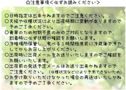 ＜2024年先行予約＞笛吹市産　厳選シャインマスカット［1.2kg］（2～3房）フルーツ大国！山梨県笛吹市より産地直送 209-003