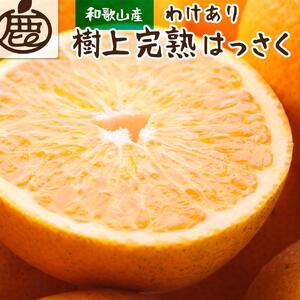 ＜4月より発送＞ 家庭用 樹上完熟 はっさく5kg+150g（傷み補償分） 八朔 訳あり わけあり さつき 木成 ［IKE35］