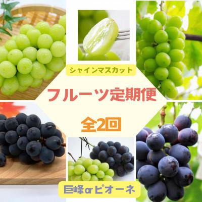ふるさと納税 伊達市 【2週間毎定期便】伊達なフルーツ定期便　ぶどう2種(シャインマスカットと巨峰orピオーネ)全2回