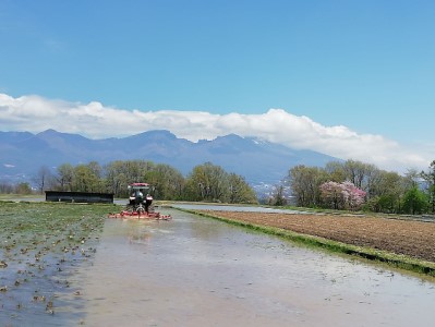 【令和7年産・白米30kg（10kg×3）】特別栽培「五郎兵衛さんのお米」＜2025年10月初旬以降順次配送＞ 長野県 信州 先行予約 新米 こしひかり【五郎兵衛米 米 コメ 白米 精米 お米 こめ 
