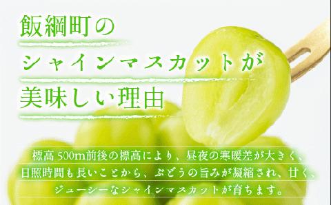 ぶどう シャインマスカット 訳あり 1kg 以上 ながの農業協同組合 配送先本州限定 2024年10月上旬頃から2024年10月下旬頃まで順次発送予定 令和6年度収穫分 長野県 飯綱町 [1692]