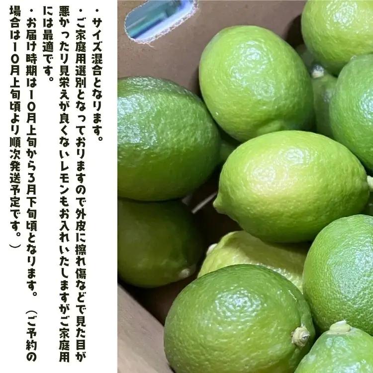 【先行予約】紀州 和歌山 ご家庭用 有田 レモン 1.5kg+200g(傷み補償分)【防腐剤・ワックス不使用】 / 檸檬 くだもの 果実 柑橘 ※2026年９月下旬～2027年2月上旬頃に順次発送 ※