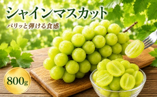 シャインマスカット 800g 【2026年8月中旬～9月下旬頃発送予定】 ぶどう ブドウ フルーツ 果物 国産 九州 熊本 熊本県 産地直送 パリッと 弾ける 食感 爽やか 甘い 贅沢 家庭用 お取り寄せ ご褒美 デザート 夏 秋 贈答 ギフト くまふる