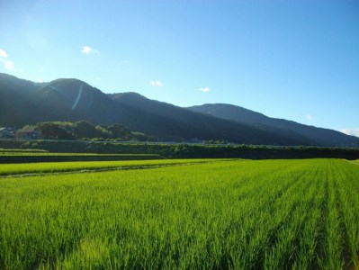 【3回定期便】自然栽培米 にこまる ＜農薬を一切使わない無肥料栽培＞ 玄米 5kg × 3ヶ月 計15kg《令和4年産 京都丹波産 無農薬米栽培向き 厳選品種》