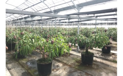 【先行予約】鉢植栽培 西都産完熟マンゴー 2L×2個 宮崎県西都産 サムライファーム＜1.5-130＞宮崎マンゴー 果物 フルーツ 甘い