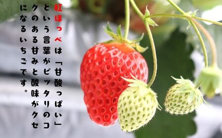 紅ほっぺ 1080g 苺 いちご 3月 ～ 順次発送 いちご いちご いちご いちご いちご いちご