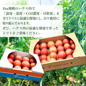 とまとトマト 約4㎏  | 栃木県 下野市