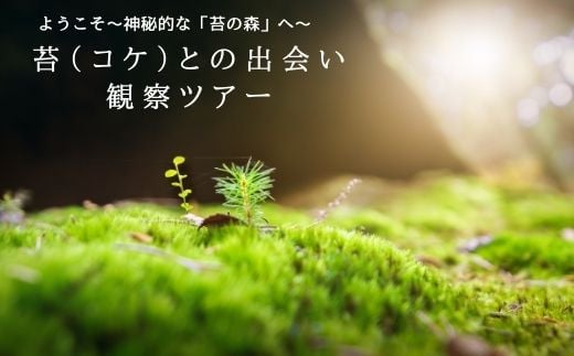 
青苔荘　苔（コケ）との出会い　観察ツアー優待券　３名様用〔SE-01-03〕
