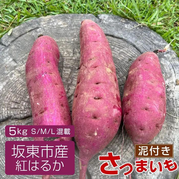 【箱入り】坂東市産　生さつまいも　紅はるか5kg（泥付きS、M、L混載） No.518