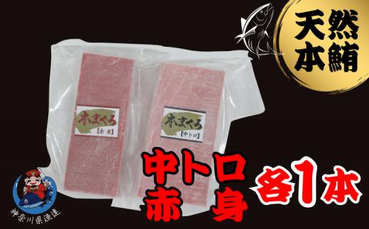 神奈川県漁連 天然本マグロ 中トロ・赤身セット　M077-012-03