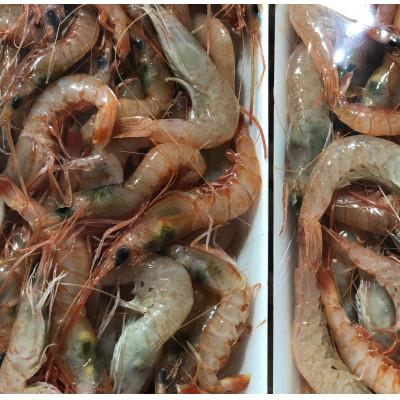 ふるさと納税 八幡浜市 竹中水産の地海老(八幡浜産)2キロ!【F22-267】 |  | 02